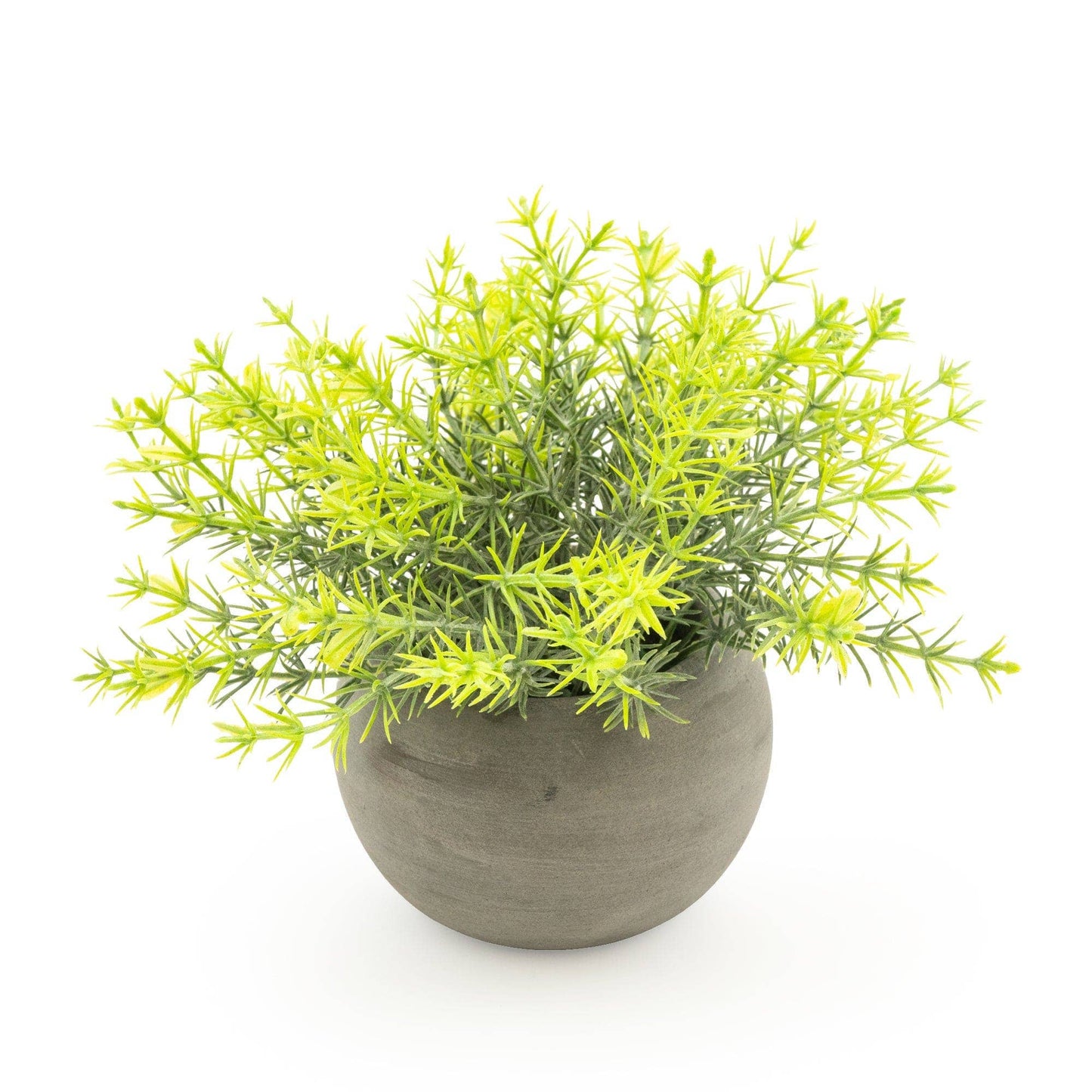 Mini Rosemary