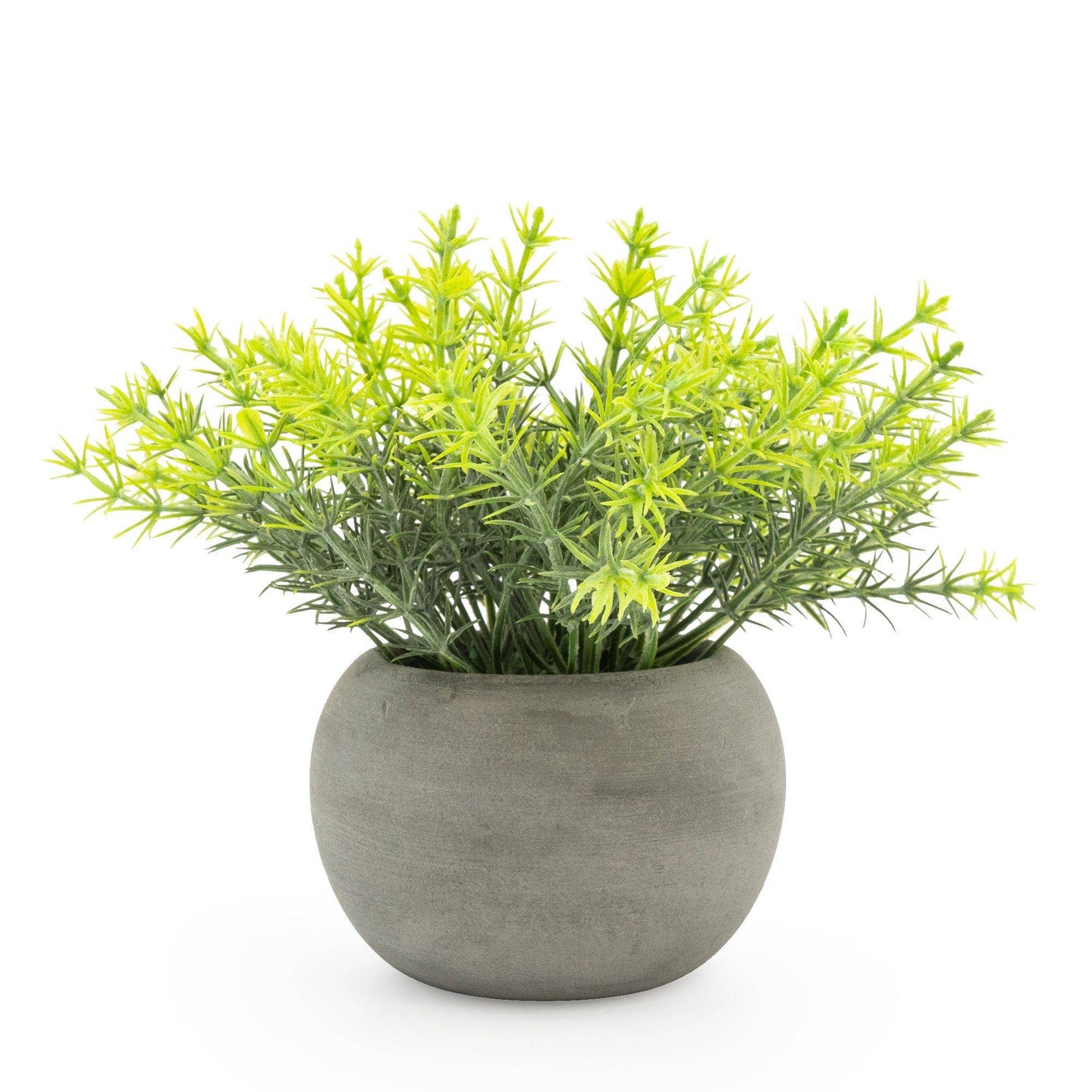 Mini Rosemary