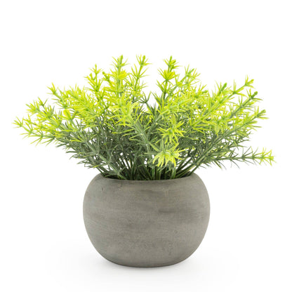 Mini Rosemary