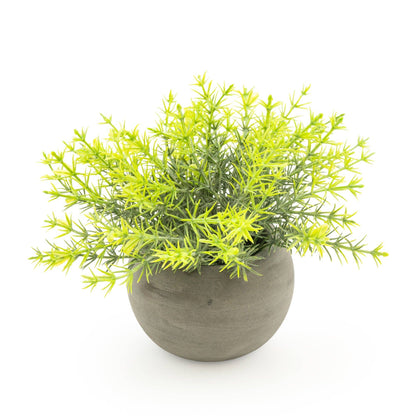 Mini Rosemary